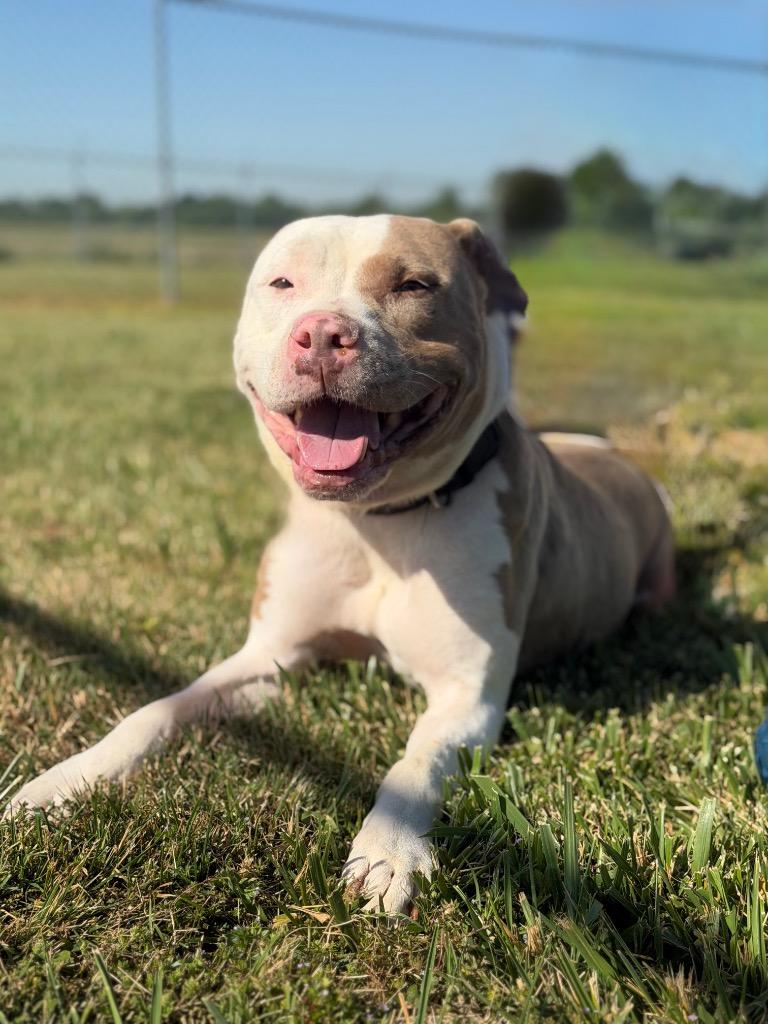 Enlarge Pixie, a Adoptable Pit Bull Terrier in Hopkinsville, KY image 4/6