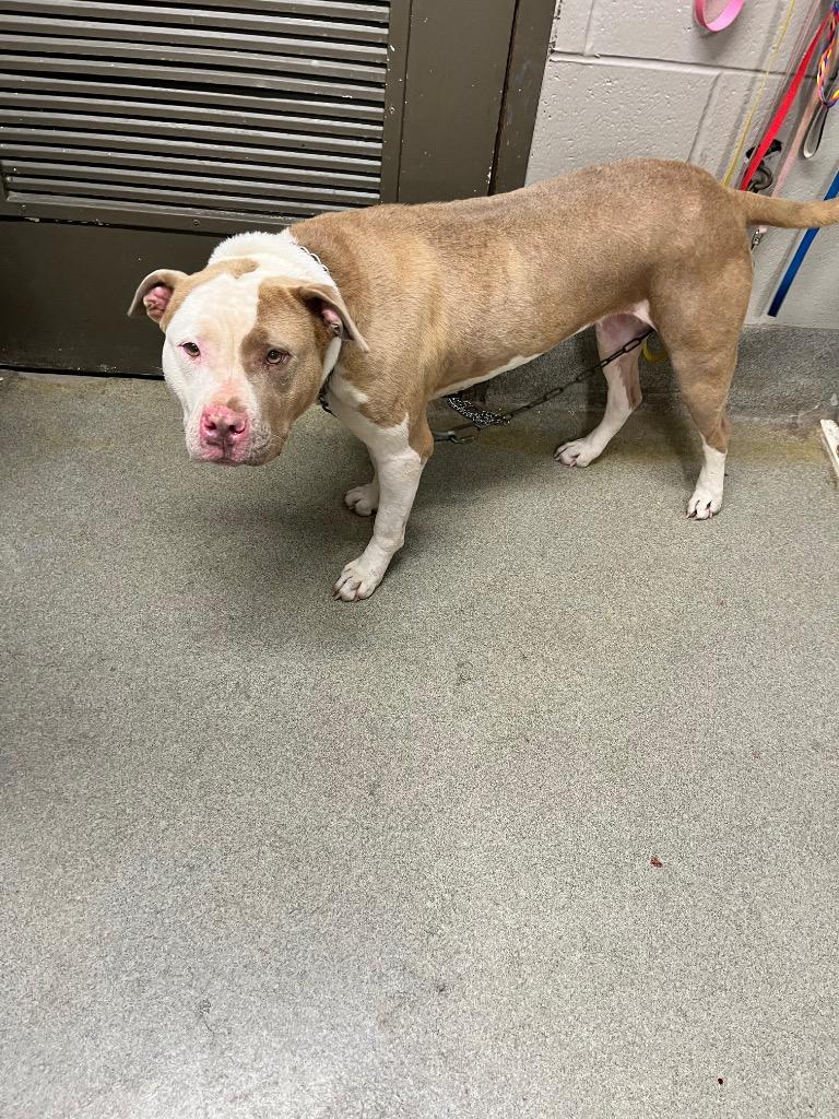 Enlarge Pixie, a Adoptable Pit Bull Terrier in Hopkinsville, KY image 5/6