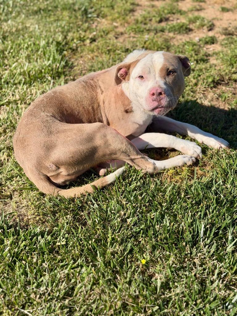 Enlarge Pixie, a Adoptable Pit Bull Terrier in Hopkinsville, KY image 6/6