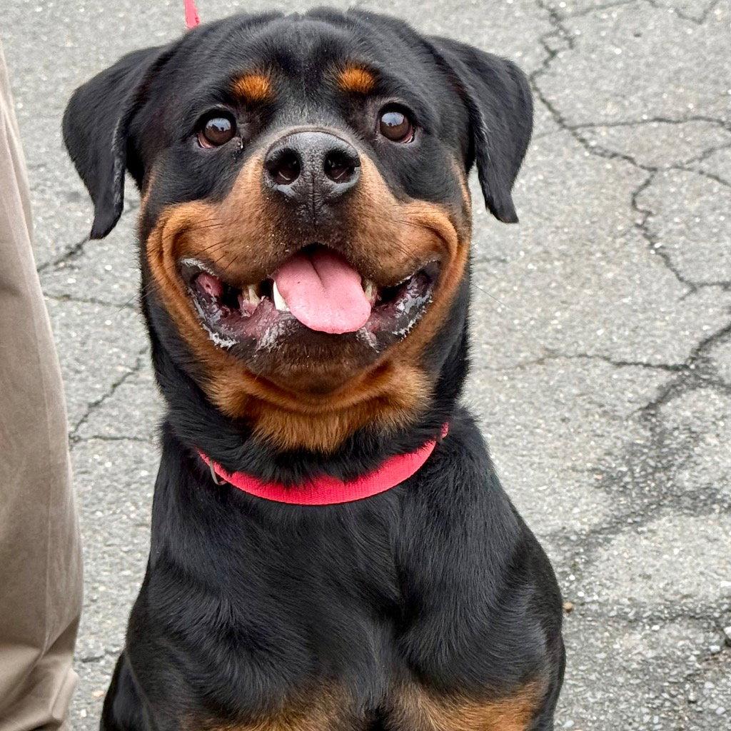 Odin2, Adoptable, Adult Male Rottweiler & Terrier.
