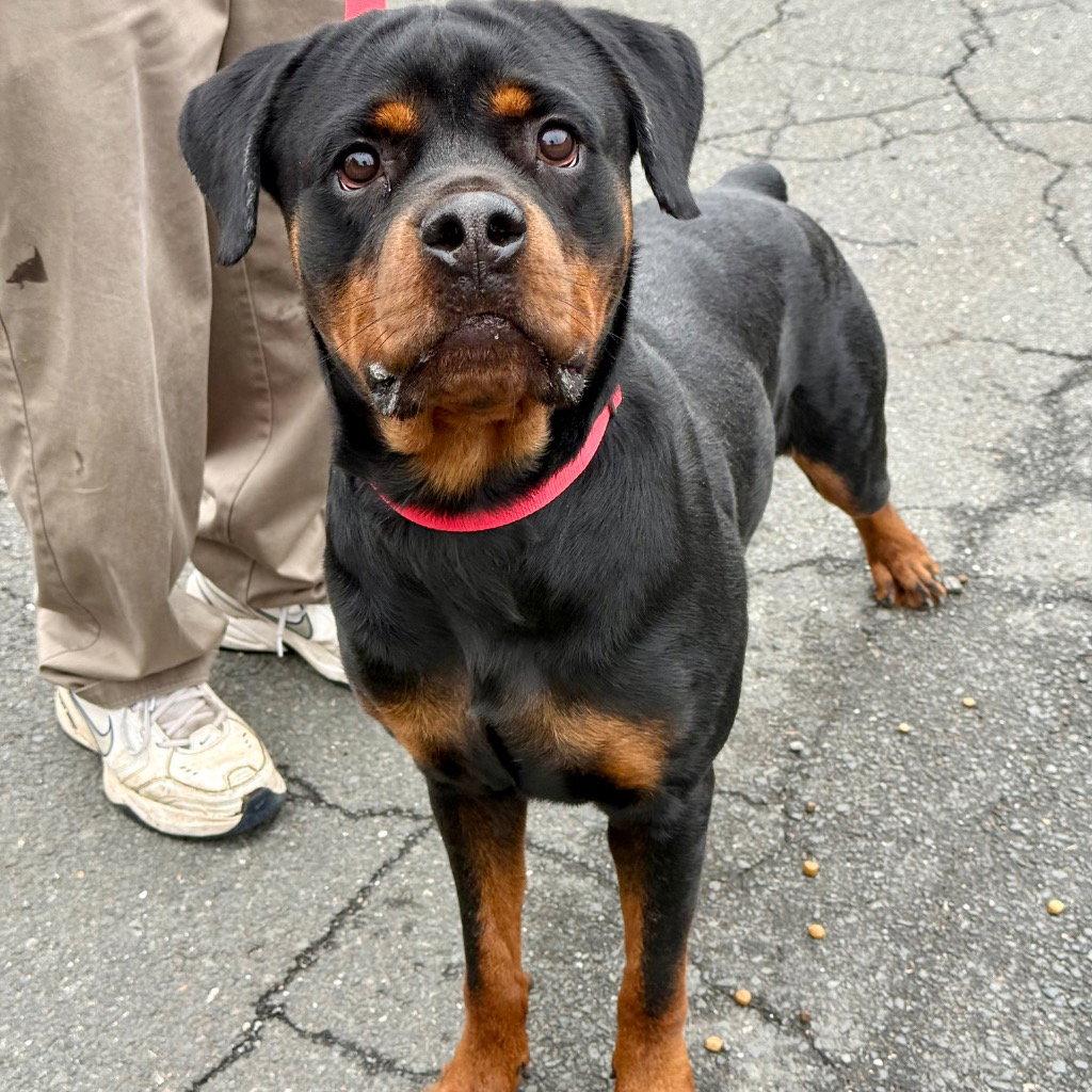 Enlarge Odin2, a Adoptable mixed breed in Bloomfield, CT image 2/3