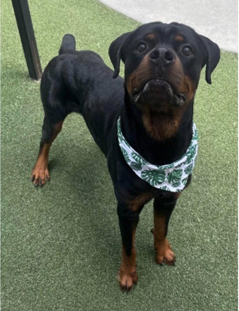 Enlarge Odin2, a Adoptable mixed breed in Bloomfield, CT image 3/3