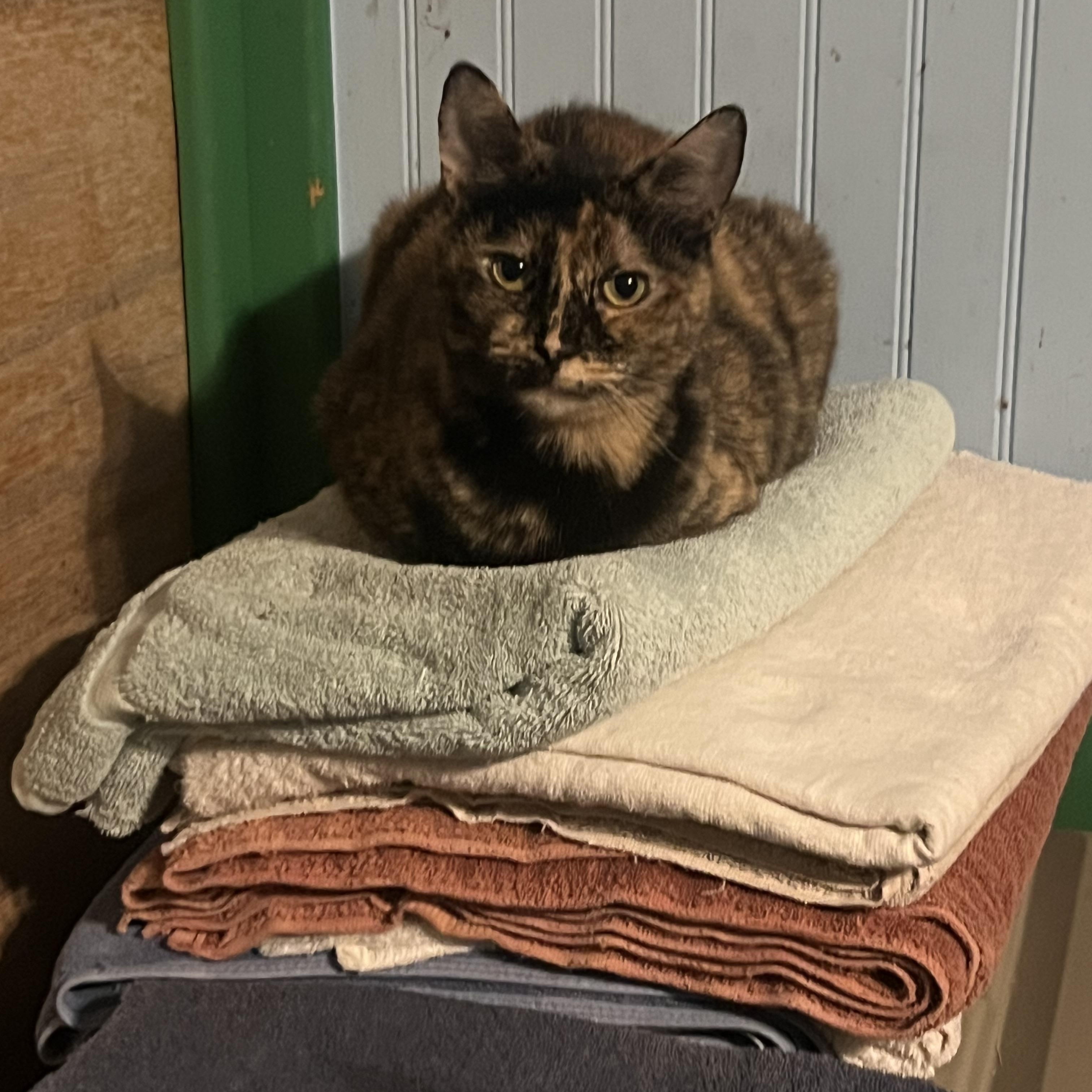 Tigger, ADOPTABLE, Adult Female Tortoiseshell.