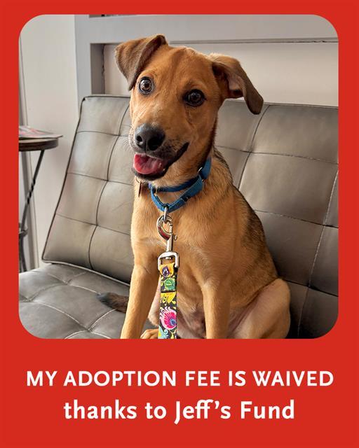 Enlarge DARRIN, a Adoptable mixed breed in Boston, MA image 1/1