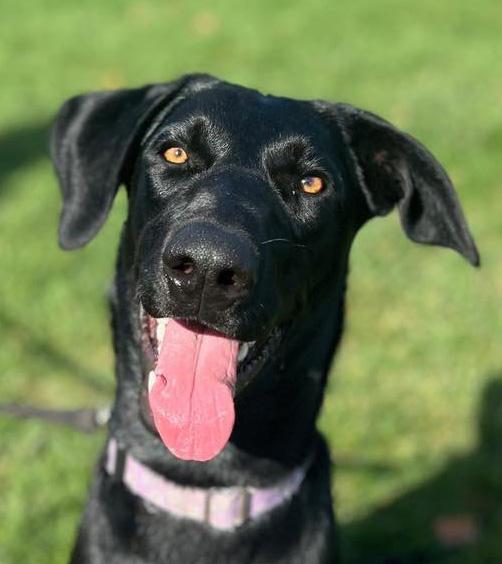 Rue, Adoptable, Young Female Labrador Retriever.