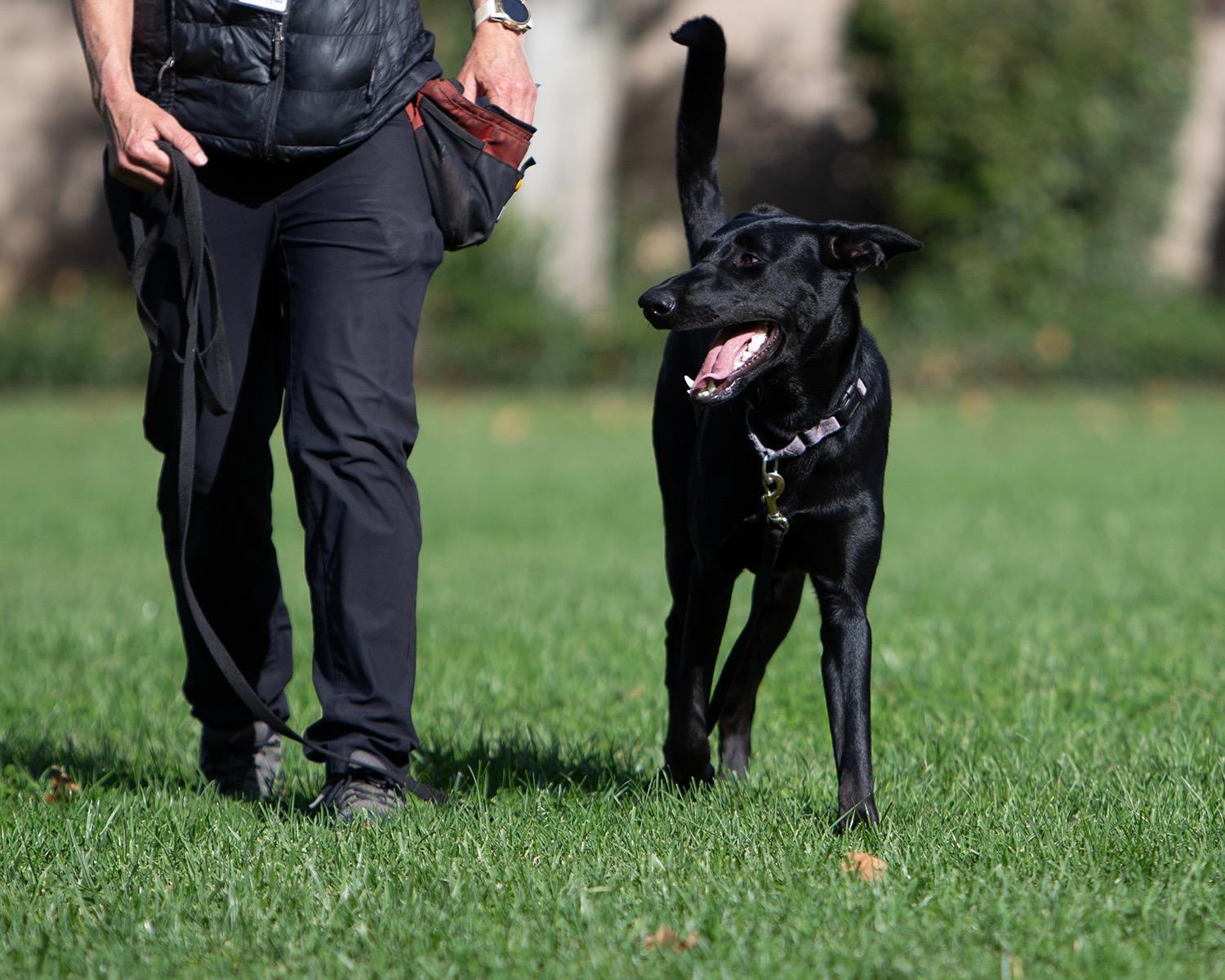 Enlarge Rue, a Adoptable Labrador Retriever in Sacramento, CA image 2/6