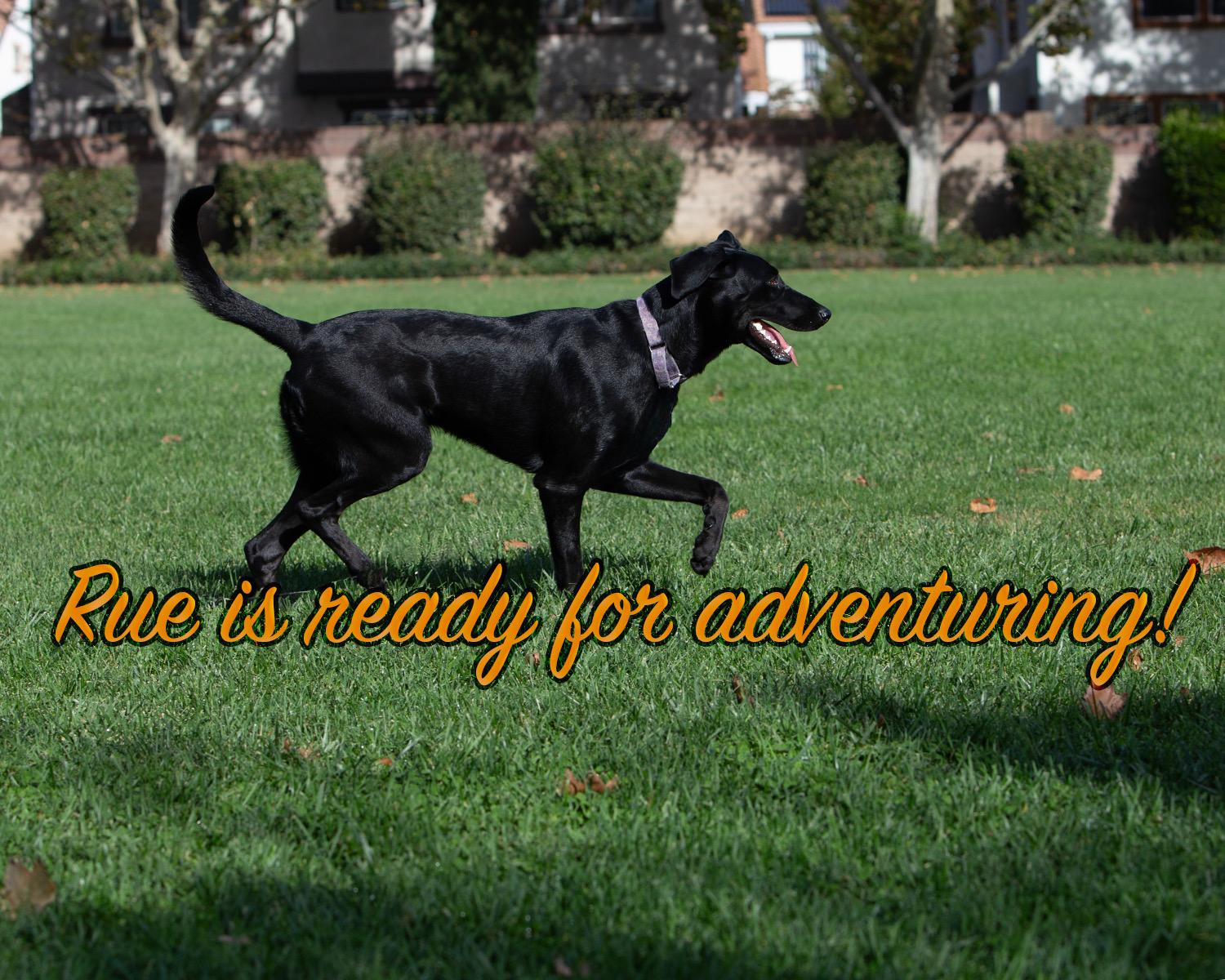 Enlarge Rue, a Adoptable Labrador Retriever in Sacramento, CA image 3/6