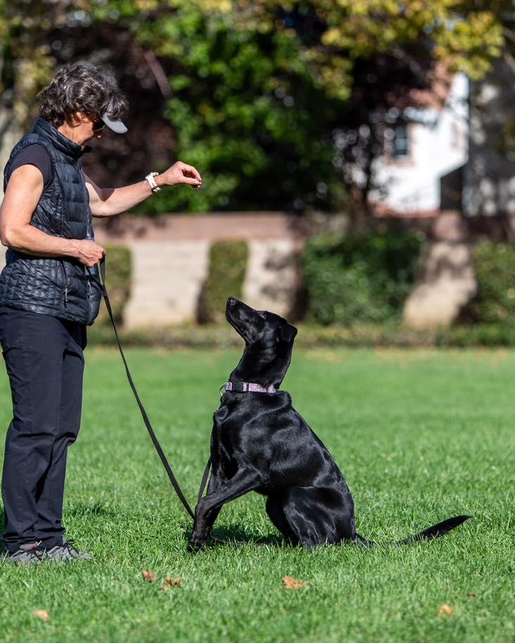 Enlarge Rue, a Adoptable Labrador Retriever in Sacramento, CA image 6/6