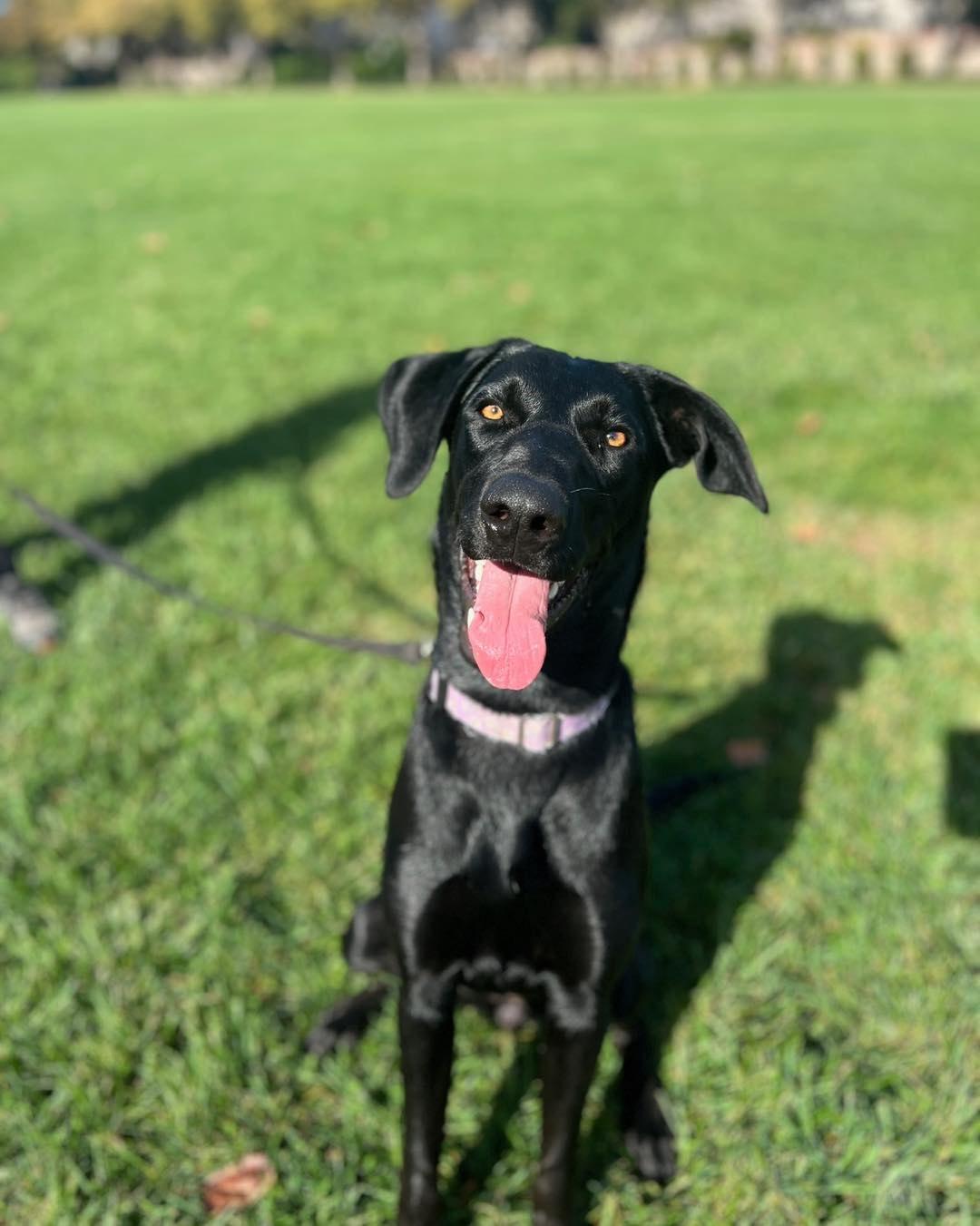 Enlarge Rue, a Adoptable Labrador Retriever in Sacramento, CA image 5/6