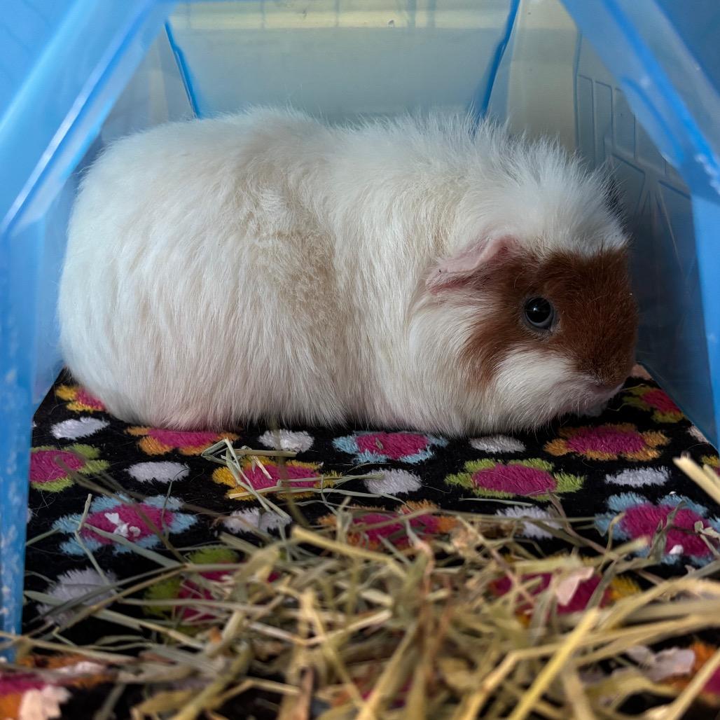 Katya, a Adoptable Guinea Pig in South Burlington, VT image 1/2