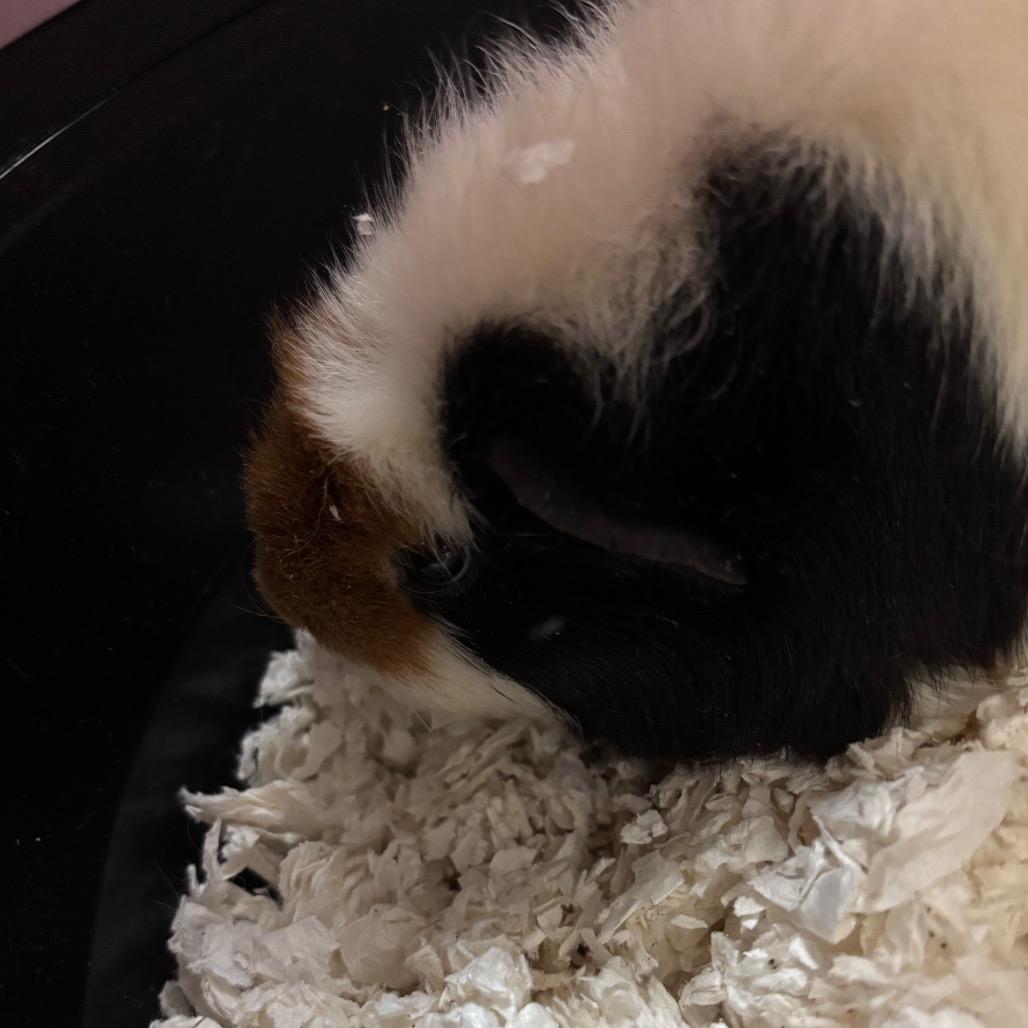 Katya, a Adoptable Guinea Pig in South Burlington, VT image 2/2