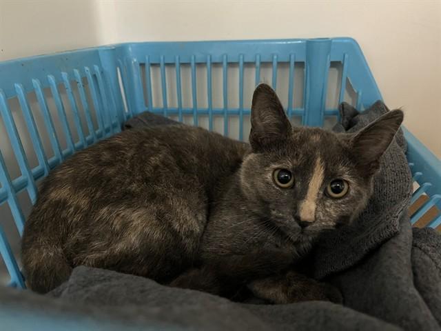 Enlarge JUNIPER, a Adoptable Domestic Short Hair in Boston, MA image 1/1