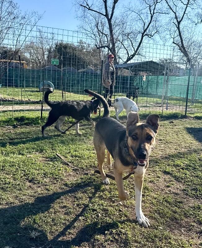 Abby Smiles Is Happiness On Four Paws