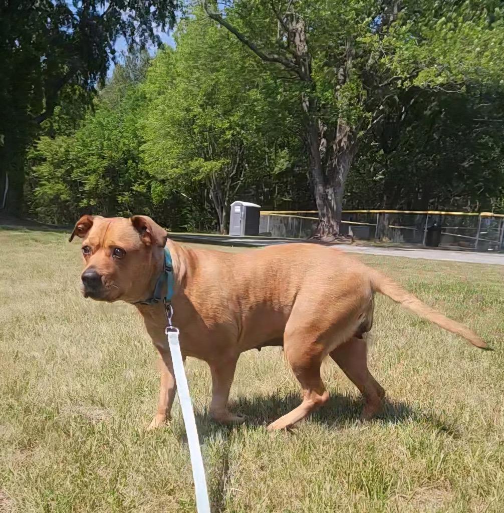 Daisy, Adoptable, Adult Female Labrador Retriever & Mixed Breed.