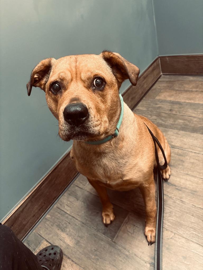 Daisy, a Adoptable mixed breed in Mineral, VA image 2/3