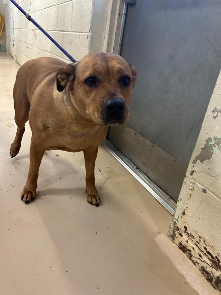 Daisy, a Adoptable mixed breed in Mineral, VA image 3/3