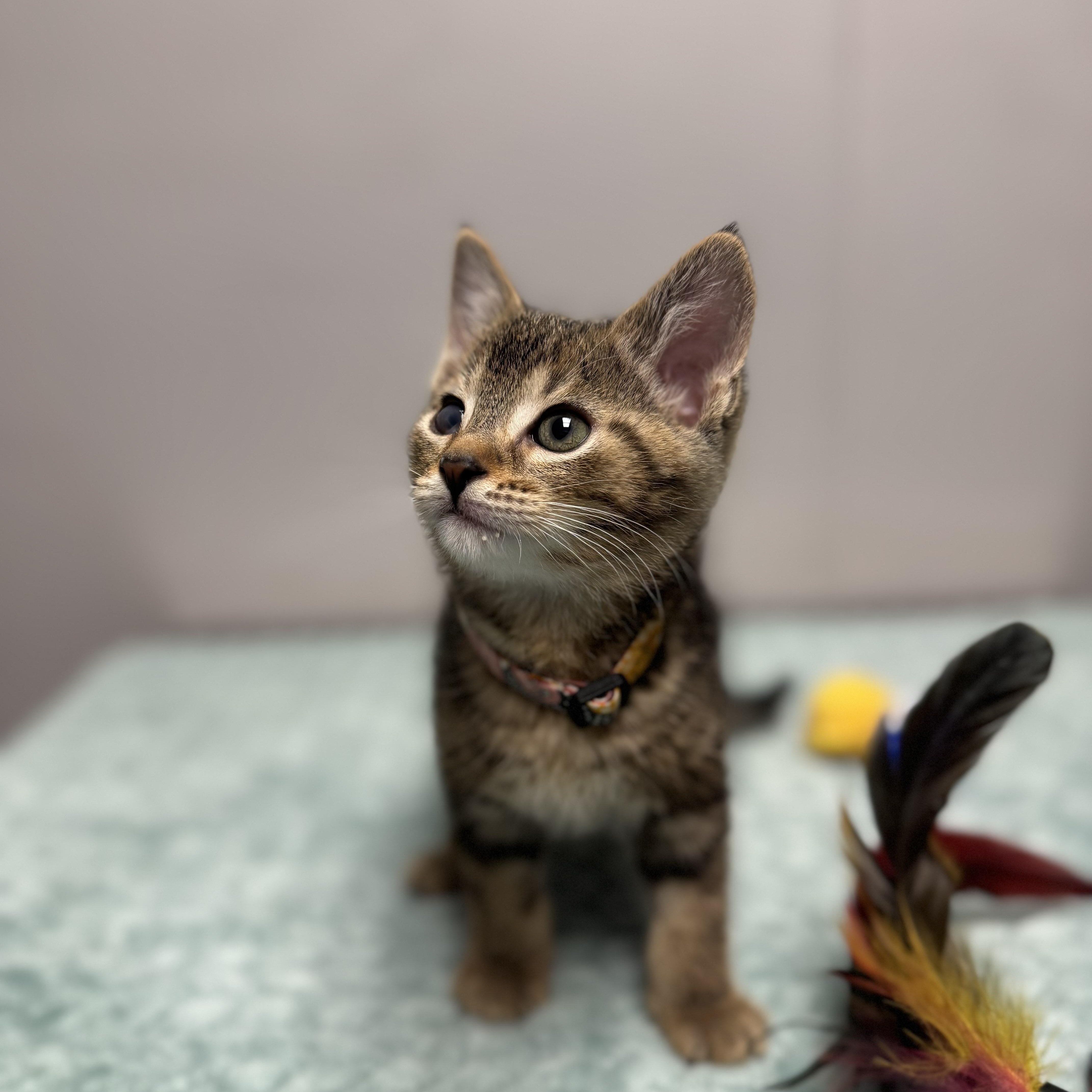 Half Pint, a Adoptable Domestic Short Hair in Walker, MI image 5/5