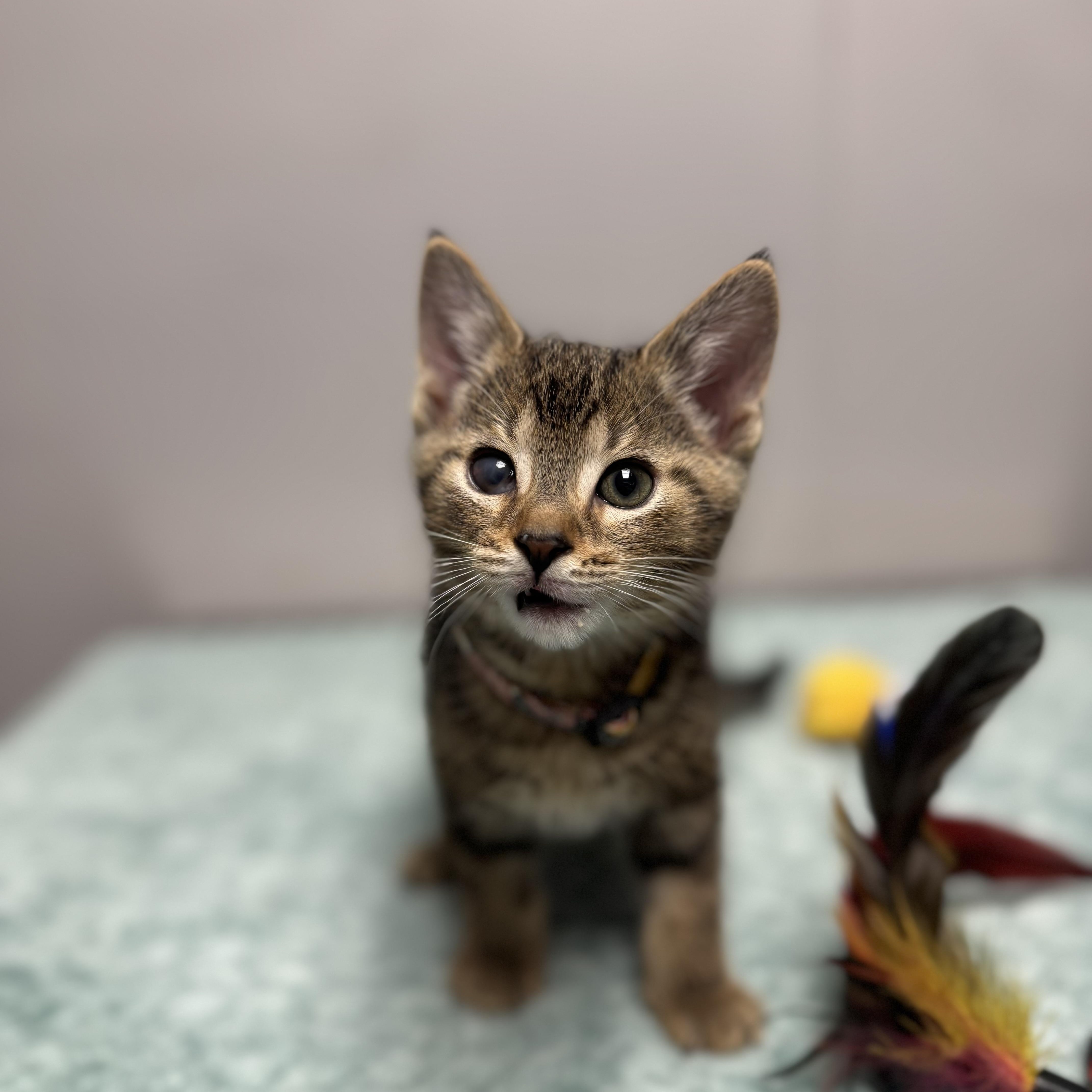 Half Pint, a Adoptable Domestic Short Hair in Walker, MI image 2/5