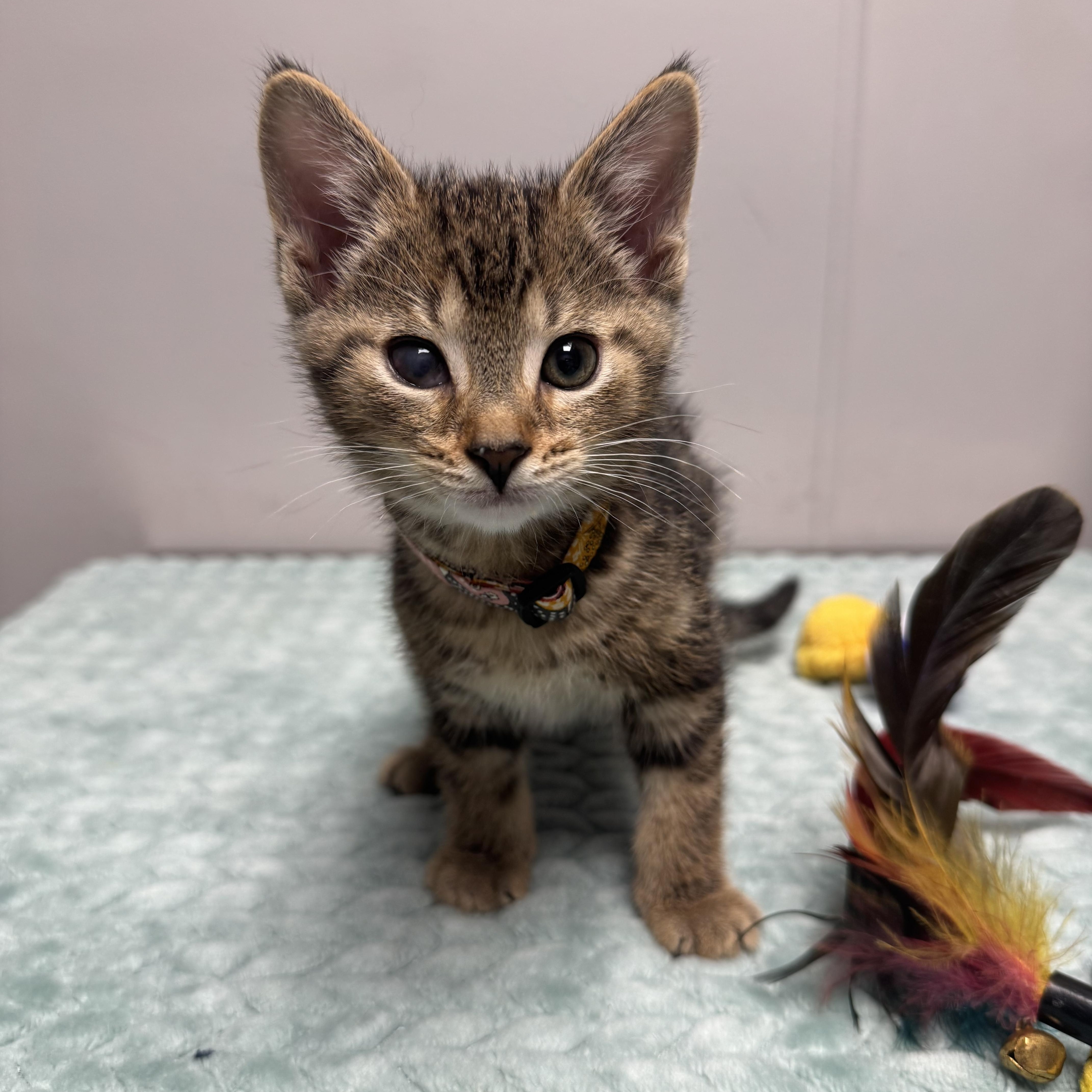Half Pint, a Adoptable Domestic Short Hair in Walker, MI image 1/5