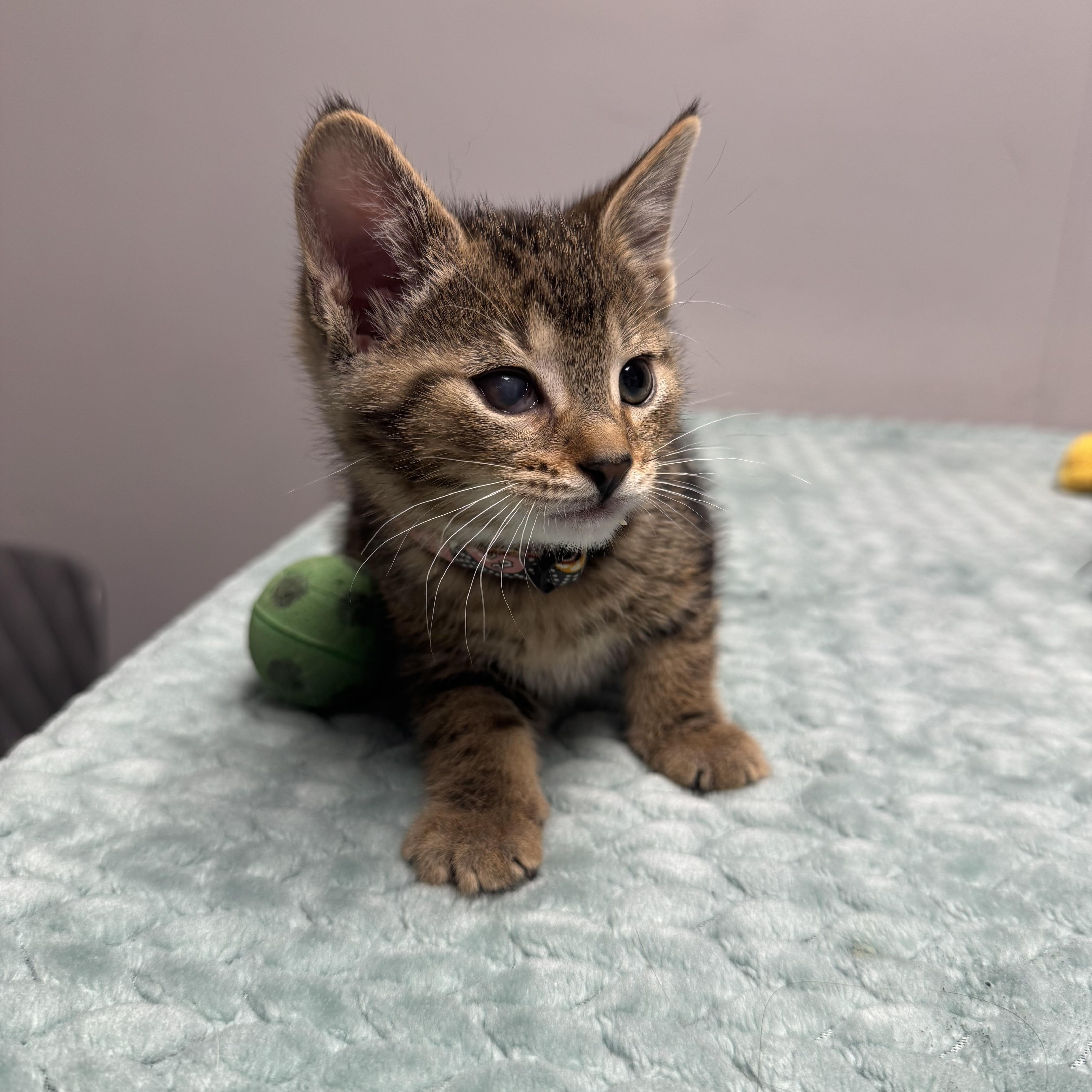 Half Pint, a Adoptable Domestic Short Hair in Walker, MI image 3/5