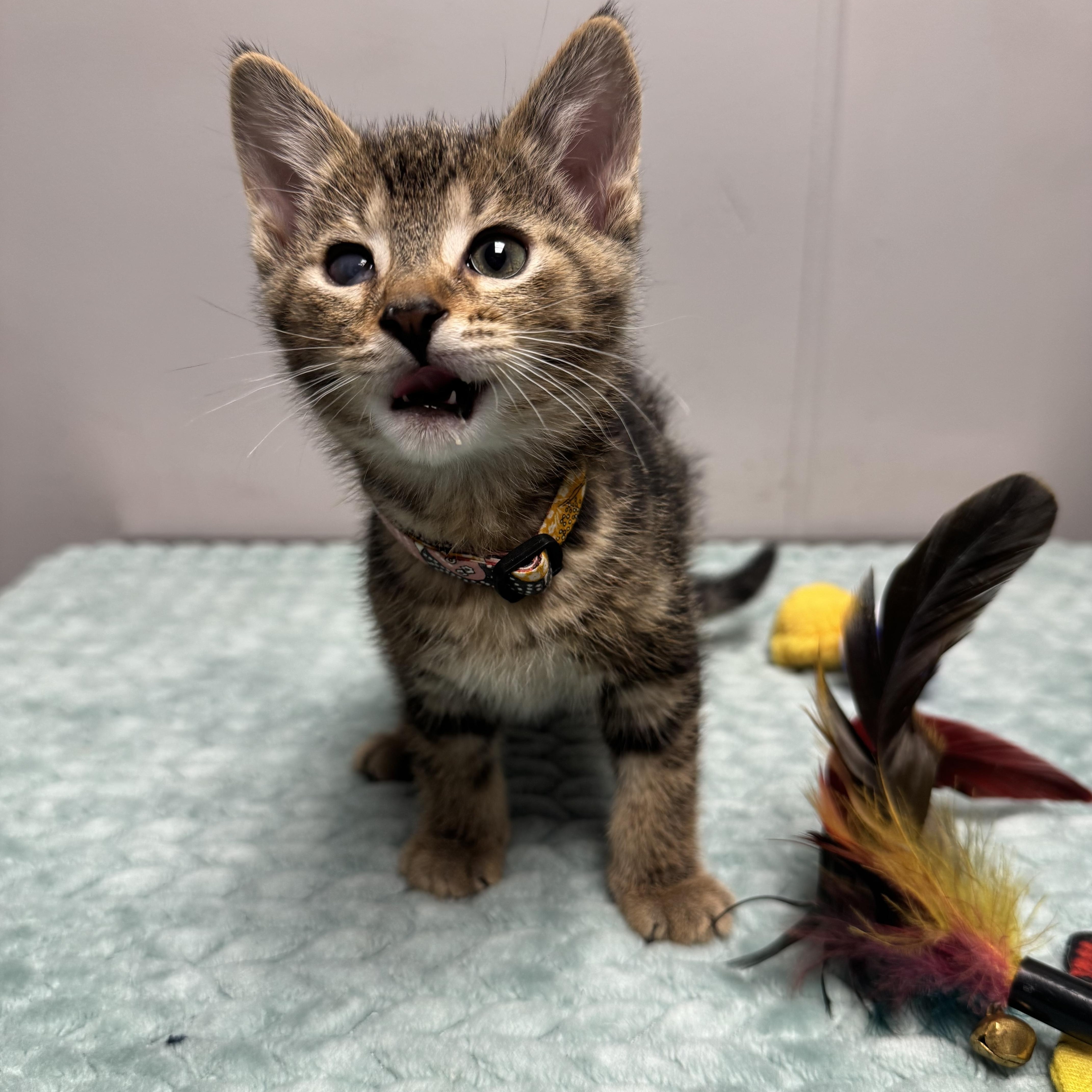 Half Pint, a Adoptable Domestic Short Hair in Walker, MI image 4/5