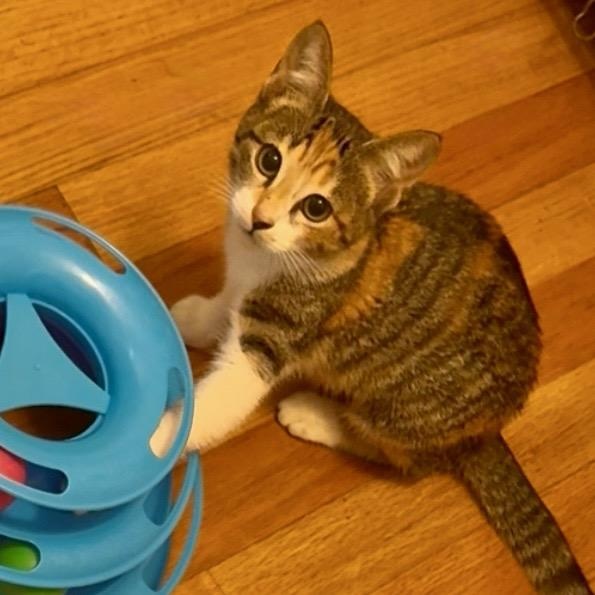 Enlarge Speckles, a Adoptable mixed breed in Gaffney, SC image 2/3