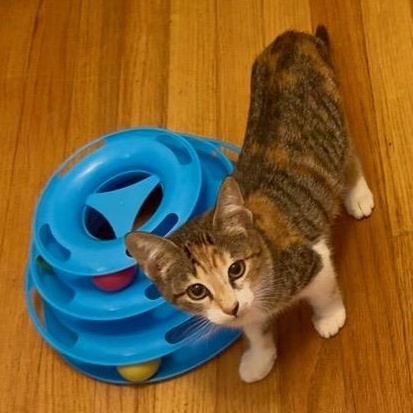 Enlarge Speckles, a Adoptable mixed breed in Gaffney, SC image 3/3