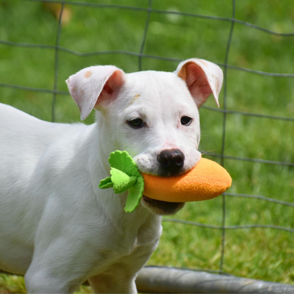 Enlarge Hopper, a Adoptable Mixed Breed in Mebane, NC image 2/5