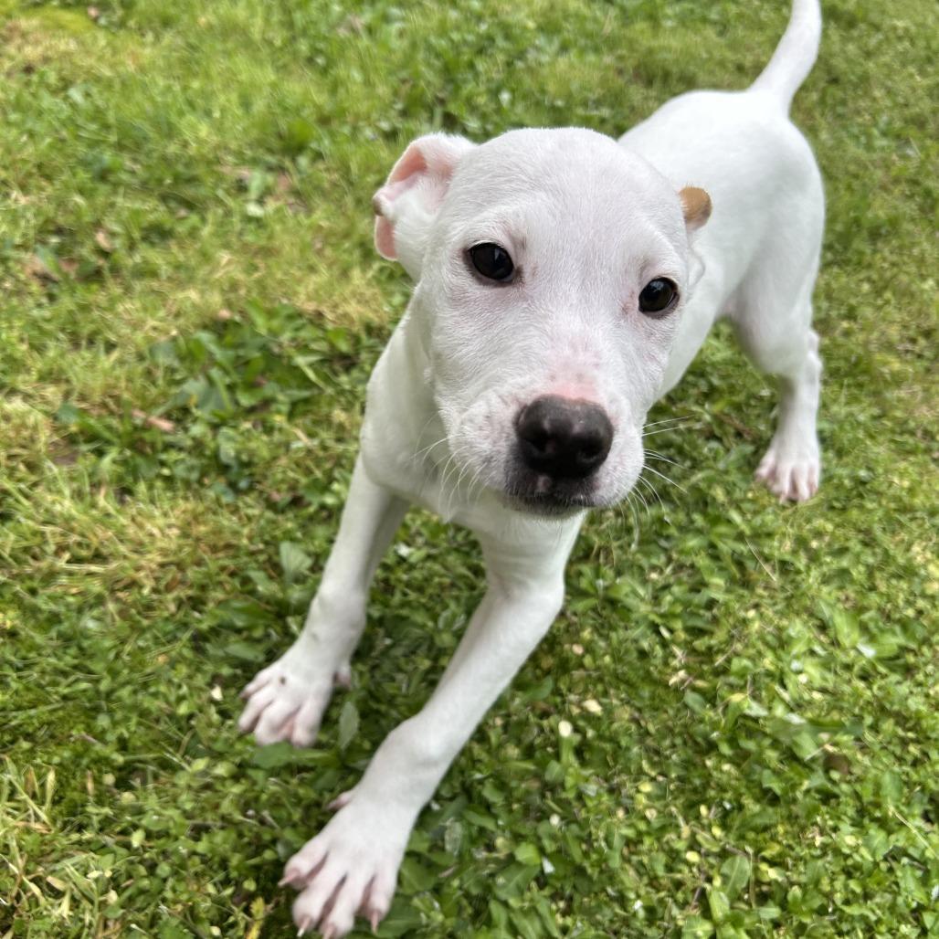 Enlarge Hopper, a Adoptable Mixed Breed in Mebane, NC image 3/5