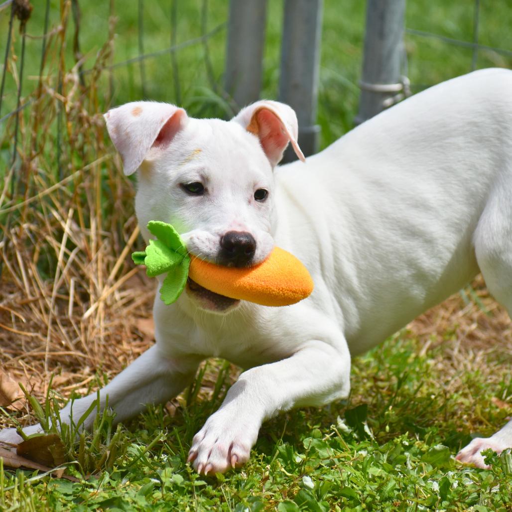 Enlarge Hopper, a Adoptable Mixed Breed in Mebane, NC image 4/5