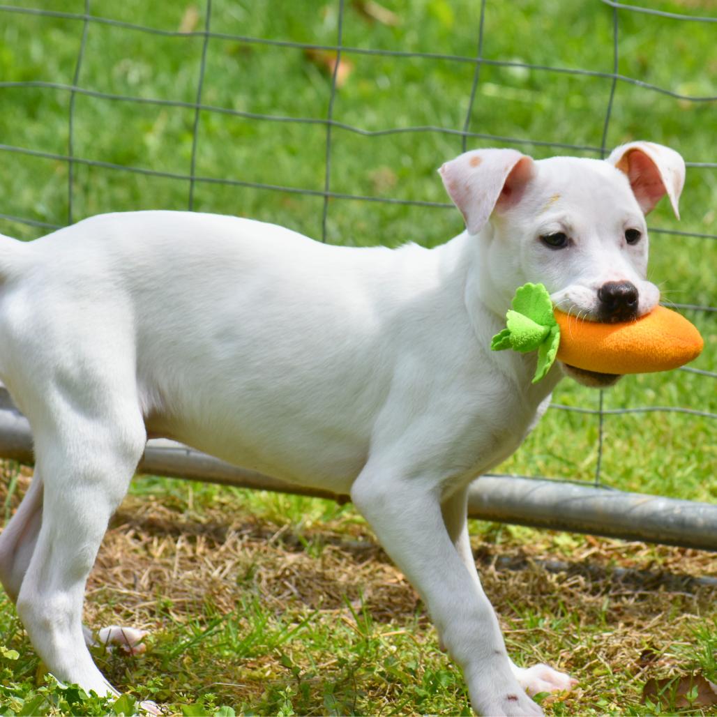 Enlarge Hopper, a Adoptable Mixed Breed in Mebane, NC image 5/5