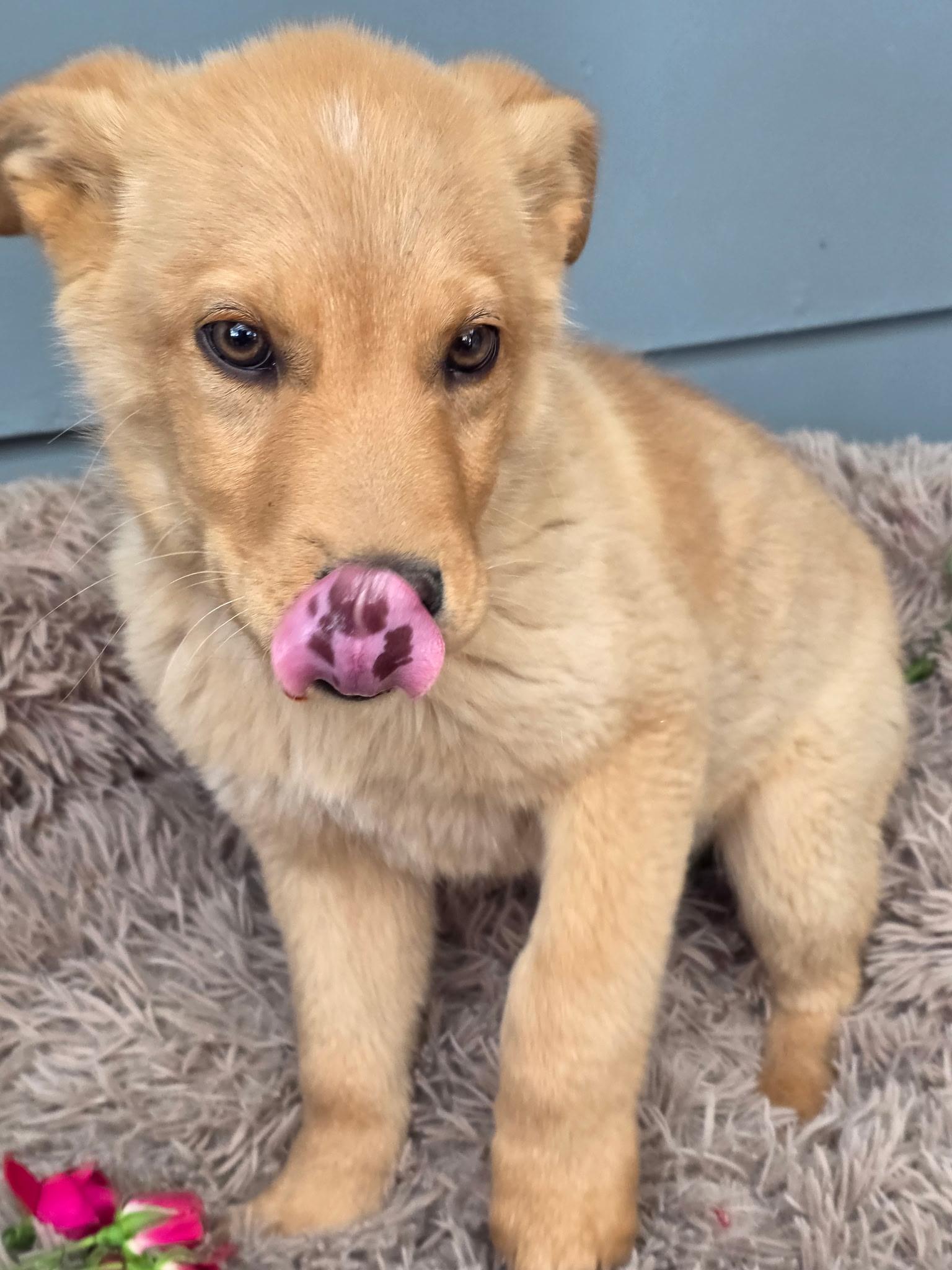 Tater, a Adoptable mixed breed in Riverton, WY image 1/3