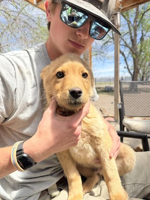 Tater, a Adoptable mixed breed in Riverton, WY image 2/3