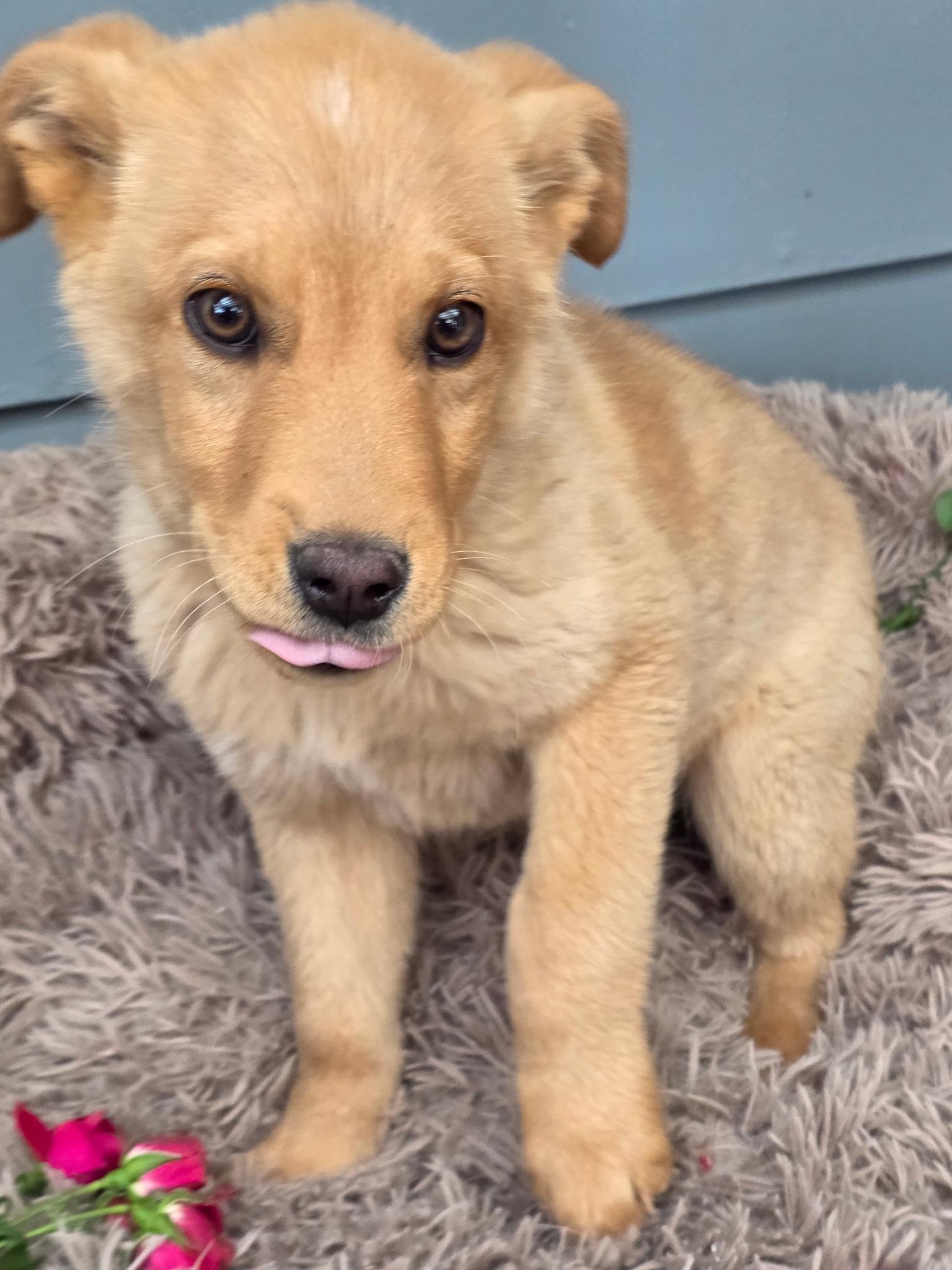 Tater, a Adoptable mixed breed in Riverton, WY image 3/3