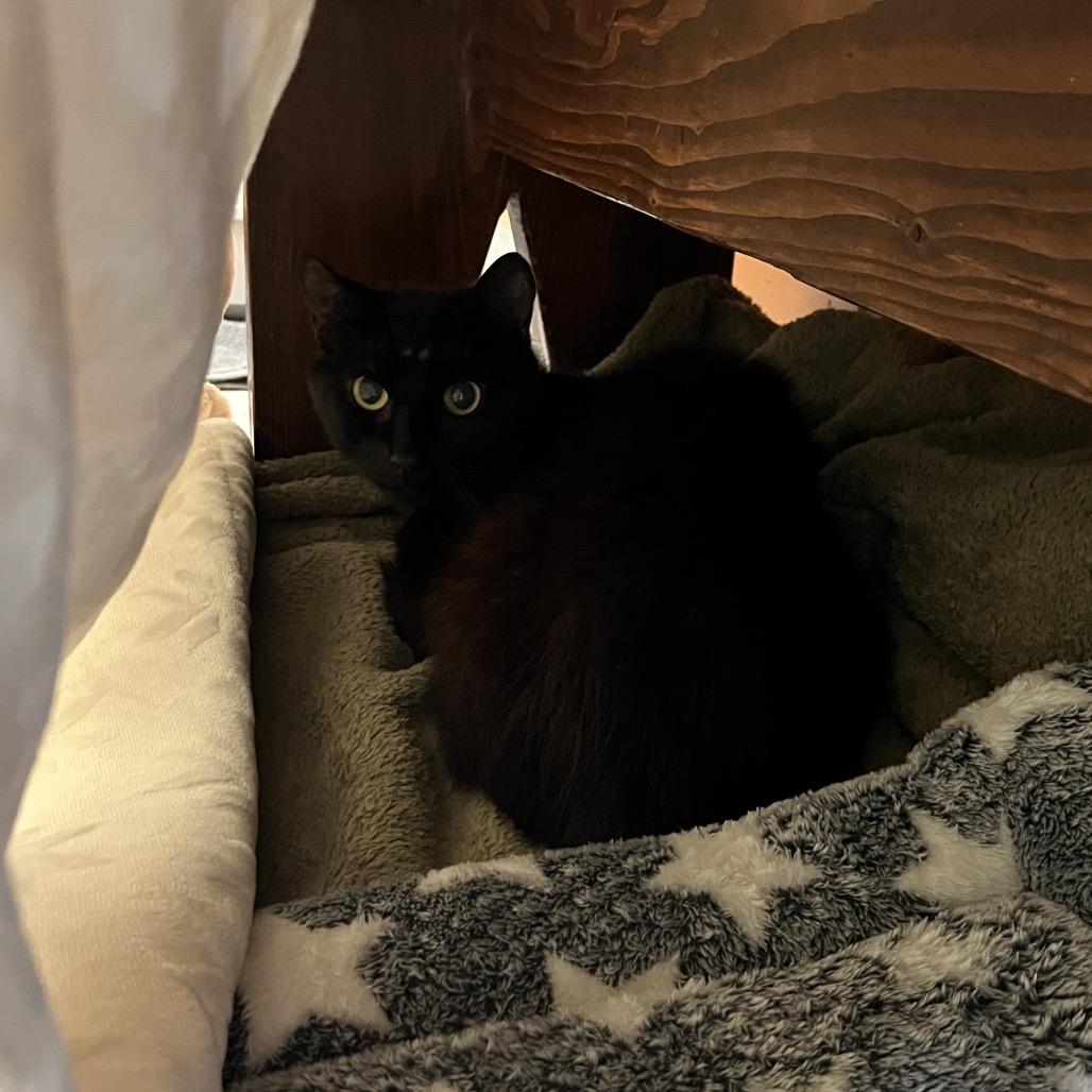 Cantaloupe (g), a Adoptable Domestic Short Hair in Bedford, NH image 1/2