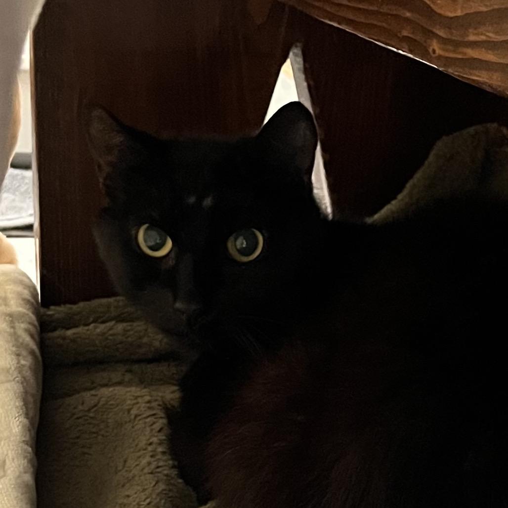 Cantaloupe (g), a Adoptable Domestic Short Hair in Bedford, NH image 2/2