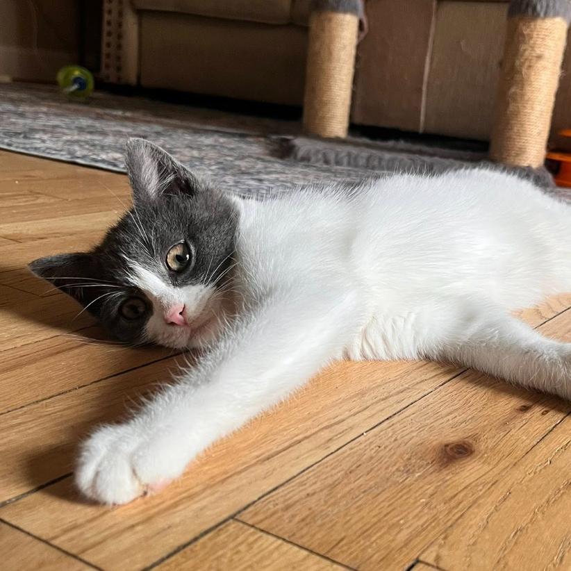 Enlarge Hissabelle, a Adoptable Domestic Short Hair in Walden, NY image 2/3