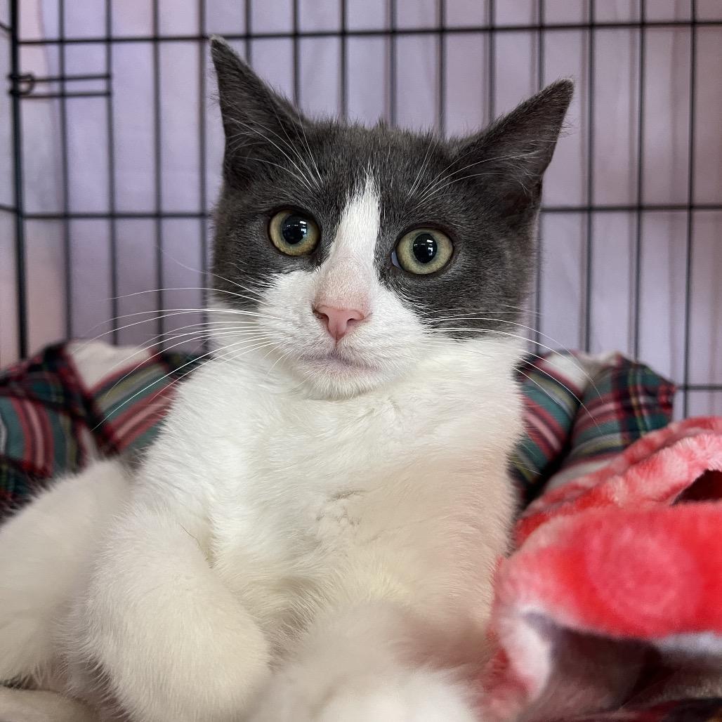 Enlarge Hissabelle, a Adoptable Domestic Short Hair in Walden, NY image 3/3