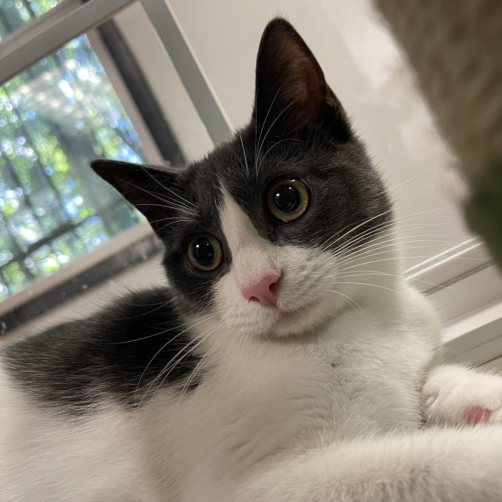 Enlarge Hissabelle, a Adoptable Domestic Short Hair in Walden, NY image 4/4