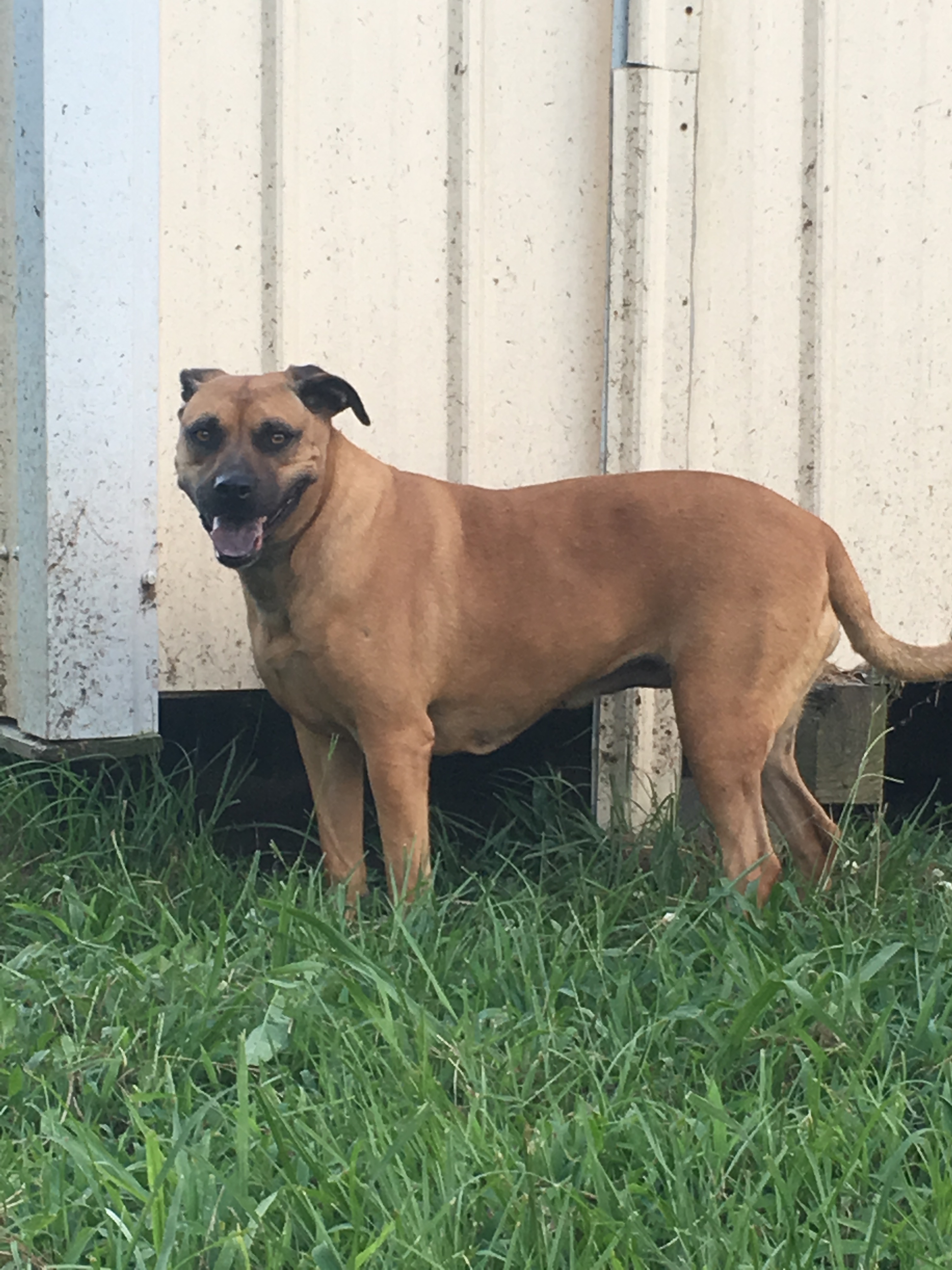 Enlarge Delilah, a Adoptable mixed breed in Walker, LA image 1/3