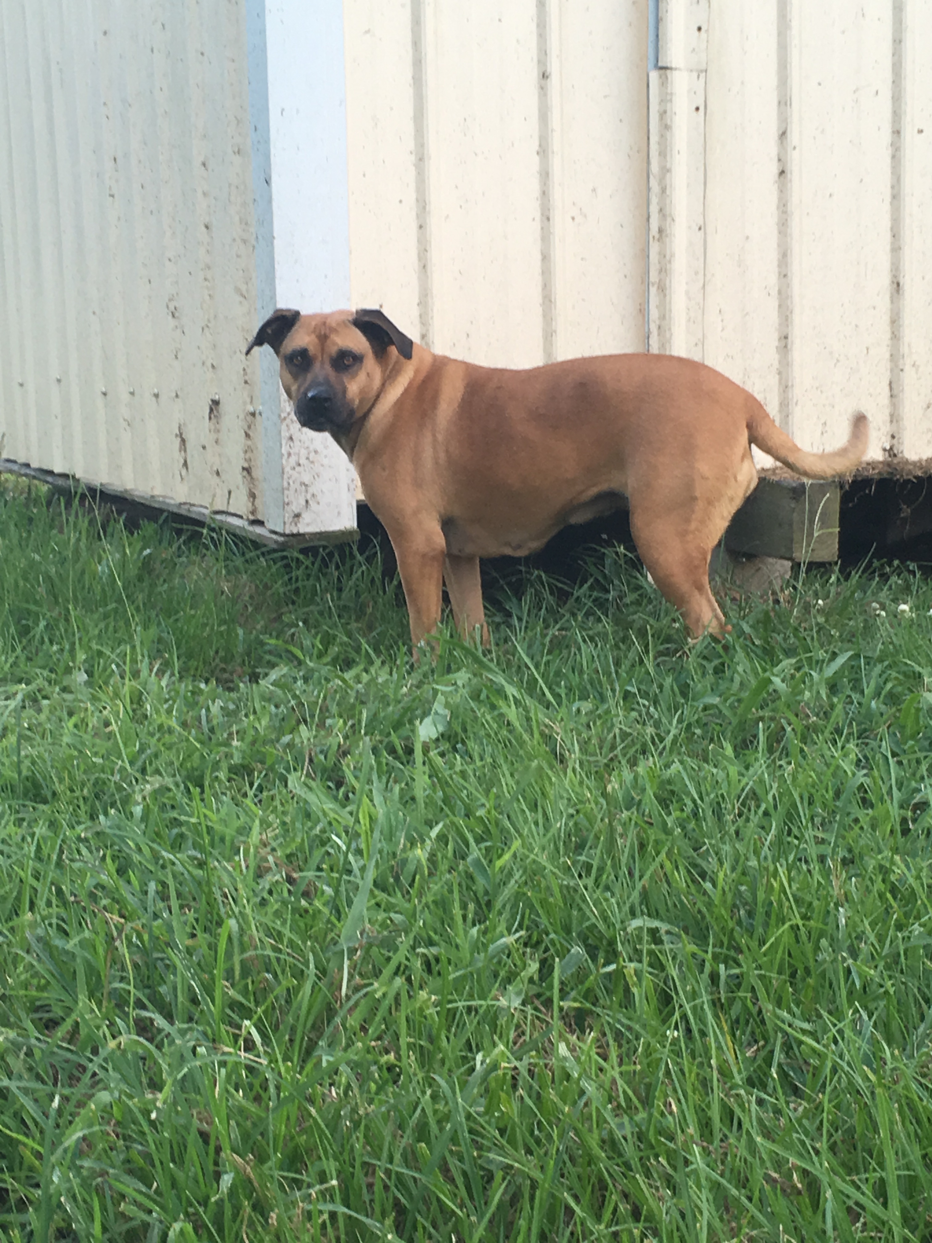 Enlarge Delilah, a Adoptable mixed breed in Walker, LA image 2/3