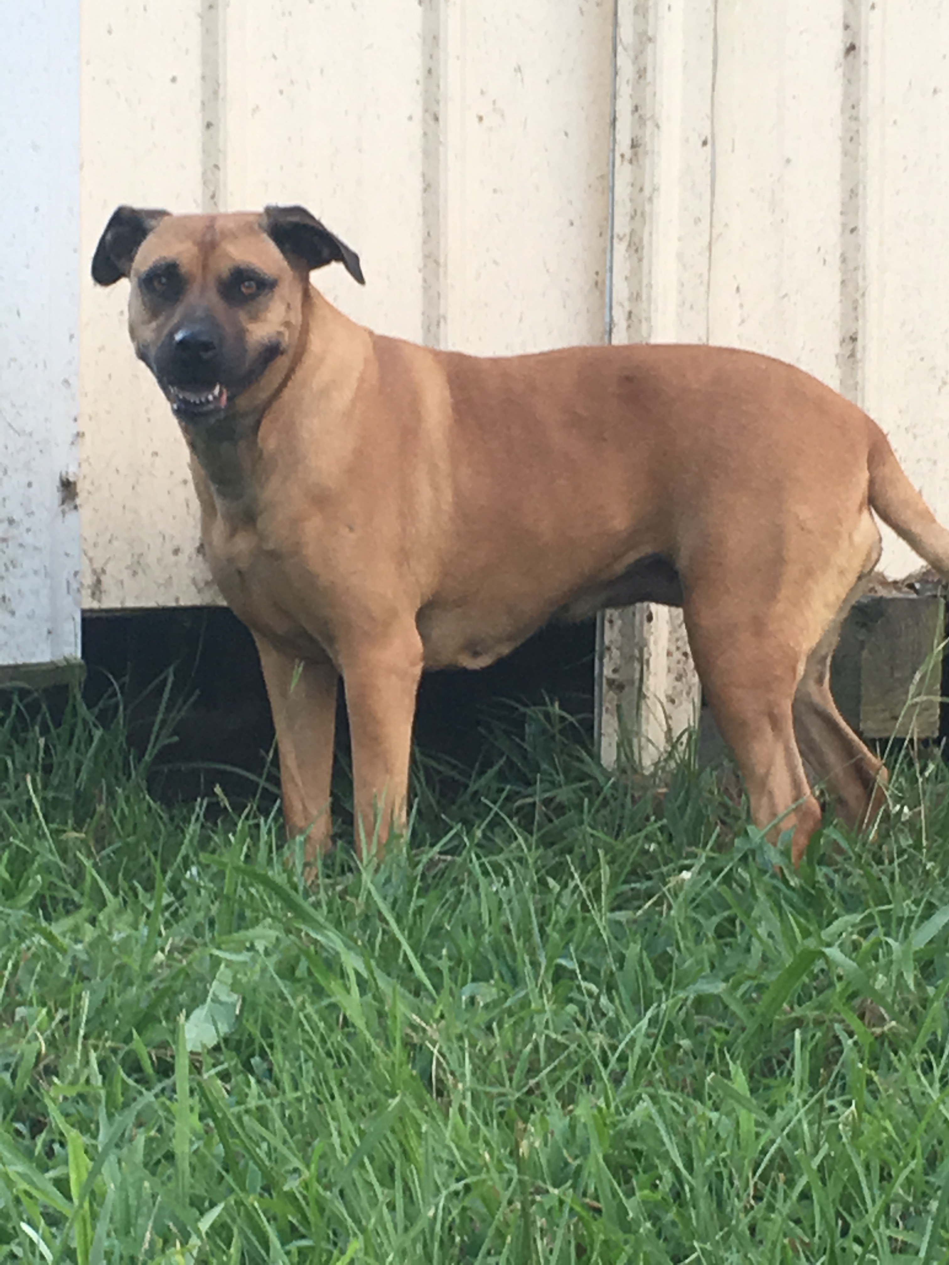 Enlarge Delilah, a Adoptable mixed breed in Walker, LA image 3/3