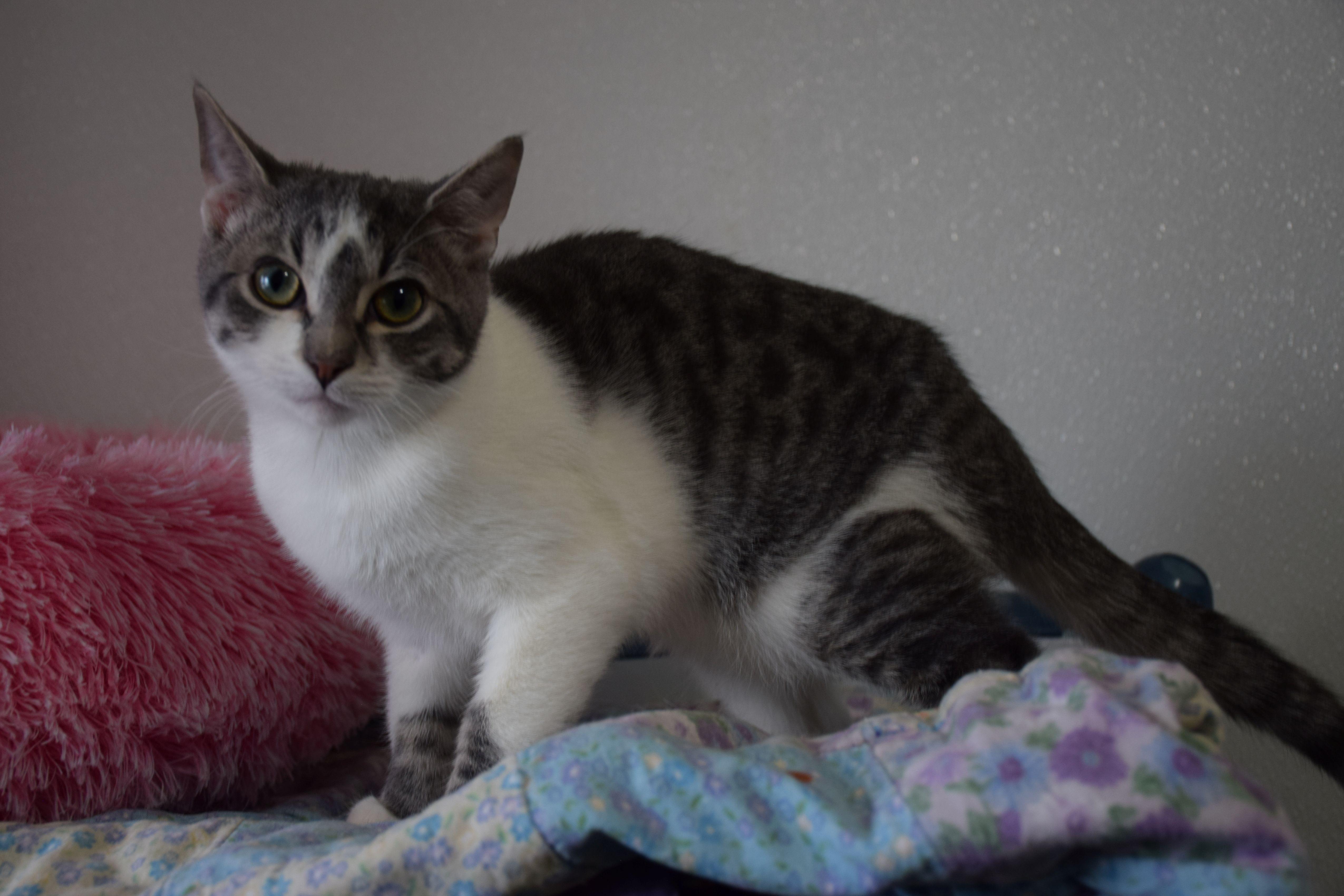 Biscuit, ADOPTABLE, Young Male Tabby.