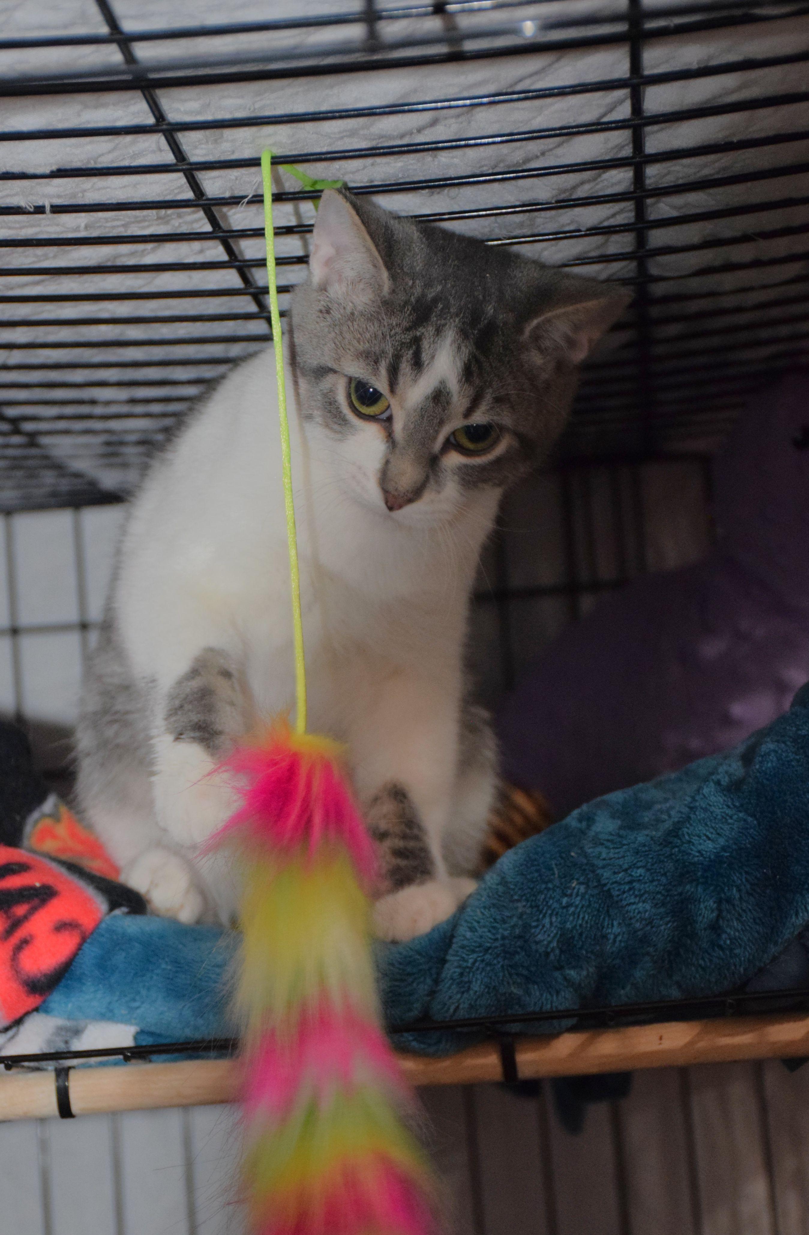 Enlarge Biscuit, a ADOPTABLE Tabby in Claresholm, AB image 2/2