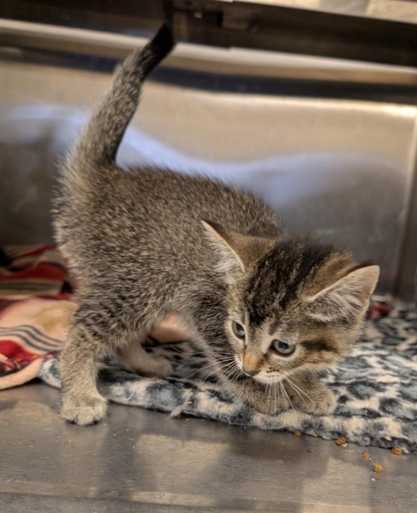 Toffee 3, Adoptable, Kitten Female Domestic Short Hair.