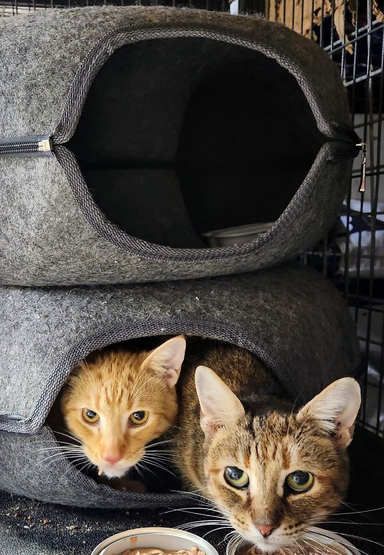 Gidget's 3rd son, Bob, a Adoptable Tabby in Lucknow, ON image 1/5