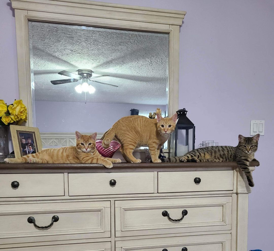 Gidget's 3rd son, Bob, a Adoptable Tabby in Lucknow, ON image 2/5