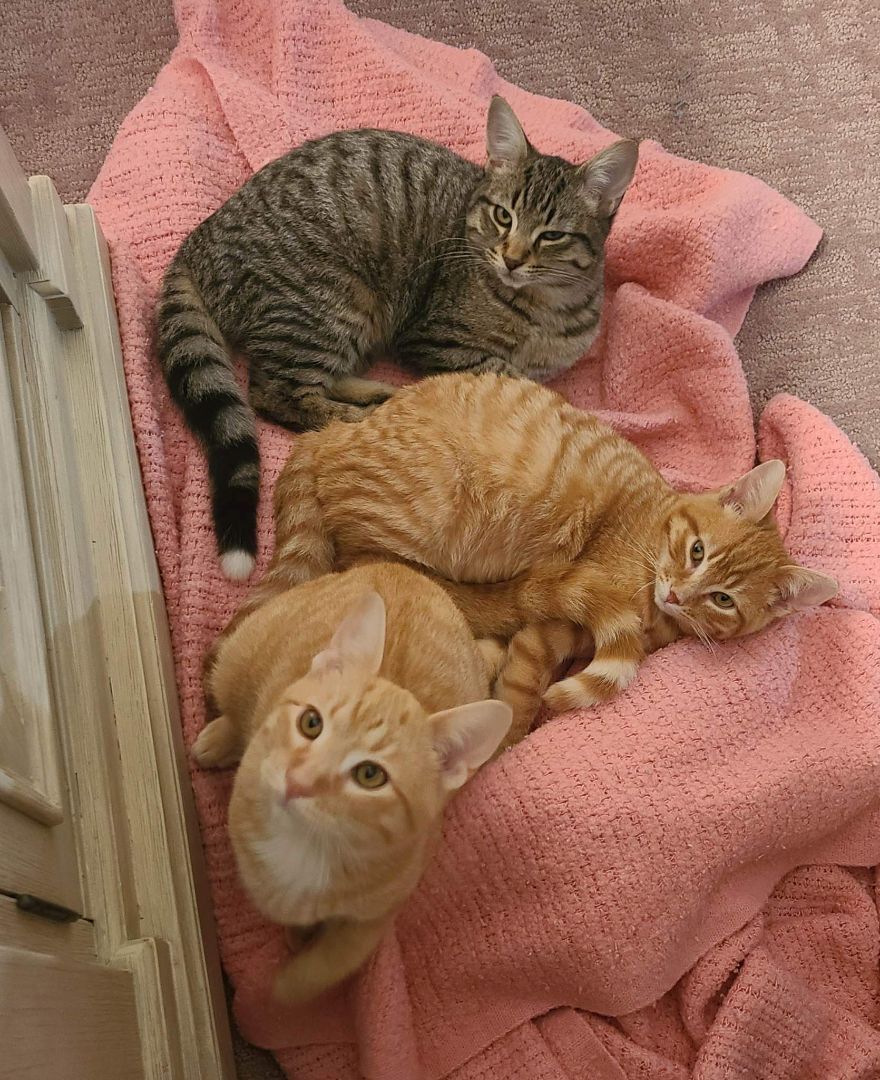 Gidget's 3rd son, Bob, a Adoptable Tabby in Lucknow, ON image 3/5