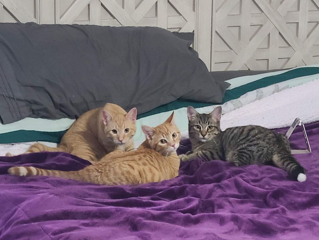 Gidget's 3rd son, Bob, a Adoptable Tabby in Lucknow, ON image 4/5