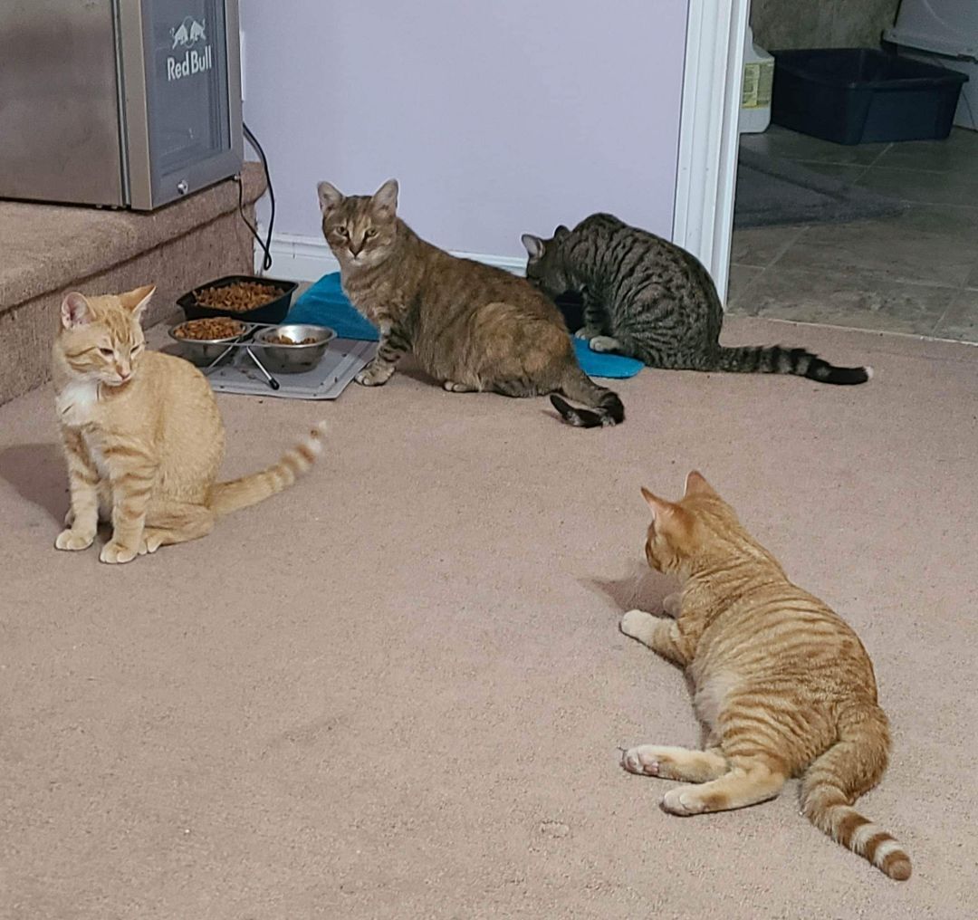 Gidget's 3rd son, Bob, a Adoptable Tabby in Lucknow, ON image 5/5